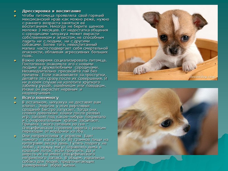 Дрессировка и воспитание Чтобы питомица проявляла свой горячий мексиканский нрав как можно реже, нужно Дрессировка и воспитание Чтобы питомица проявляла свой горячий мексиканский нрав как можно реже, нужно